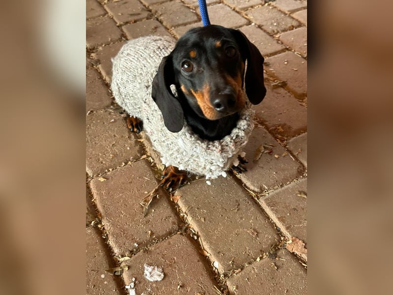 Stella, geboren 01.01.2023, 24cm sucht DICH!