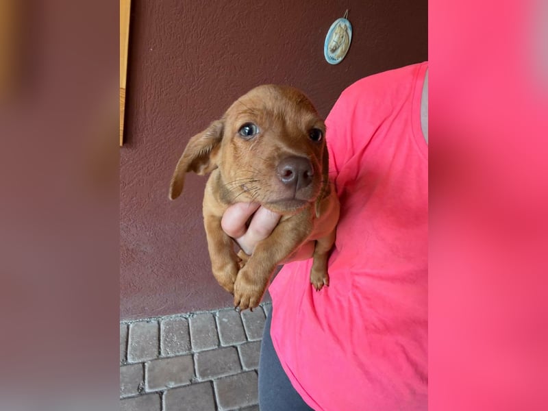 Pierre, 18.06.2026 geboren, 14cm sucht sein Für immer Zuhause