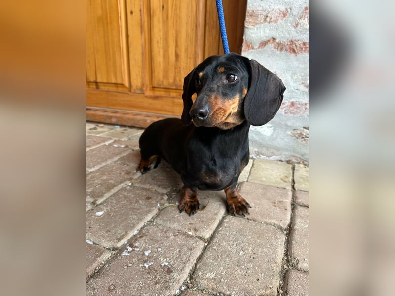 Stella, geboren 01.01.2023, 24cm sucht ihr Glück