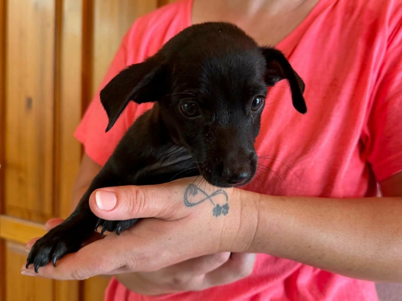 Pedro, 18.06.2026 geboren, 15cm sucht seine Chance