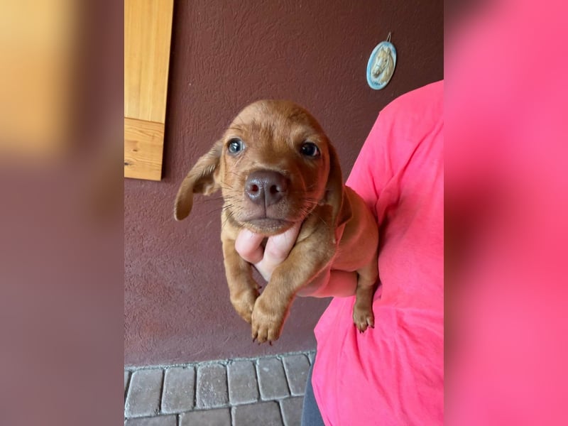 Pierre, 18.06.2026 geboren, 14cm sucht sein Für immer Zuhause