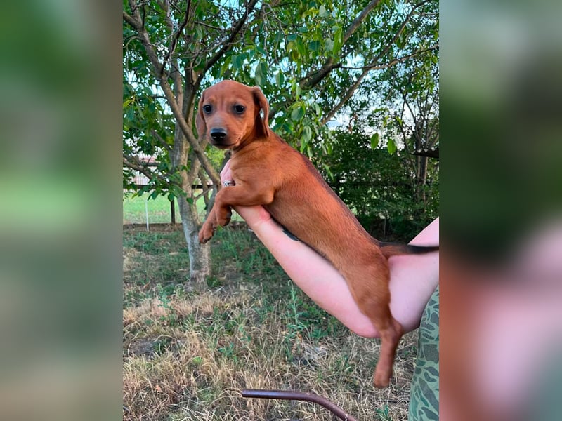 Bonbonetti, geboren 20.03.2026, 22cm sucht ihr Körbchen
