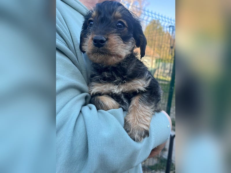 Jessica, geboren 19.01.2026 sucht ihre Menschen