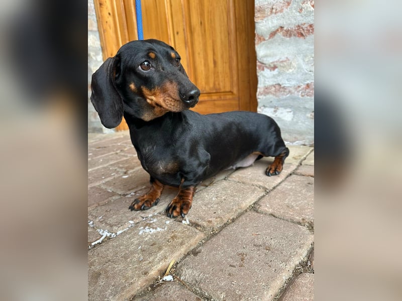 Stella, geboren 01.01.2023, 24cm sucht DICH!