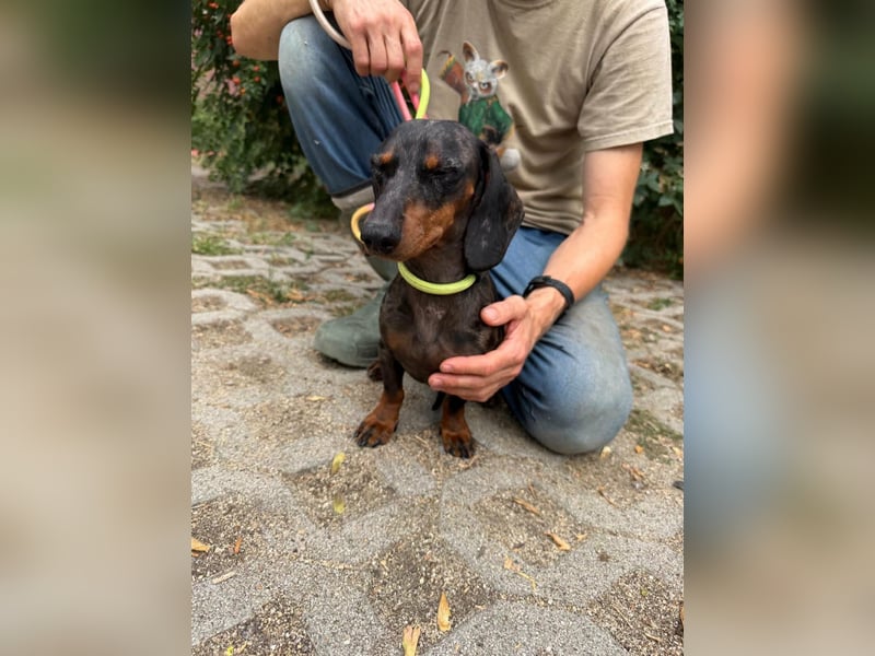 Rio, geboren 04.06.2025, 25cm sucht seine Menschen