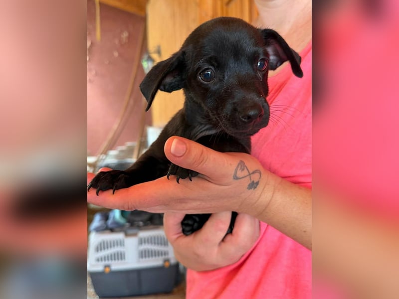Pedro, 18.06.2026 geboren, 15cm sucht seine Chance