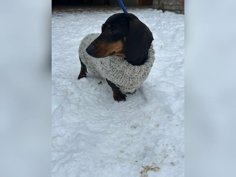 Stella, geboren 01.01.2023, 24cm sucht DICH!