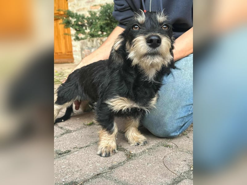 Benito, geboren 03.2025, 25cm sucht seine Menschen
