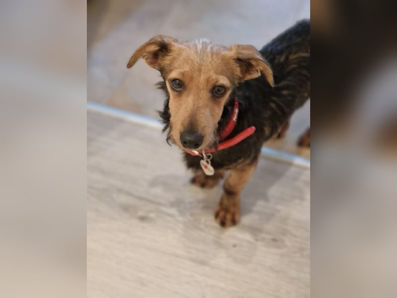 Soma, geboren 02.07.2025, 22cm sucht sein Zuhause (Pflegestelle in Steinfurt)