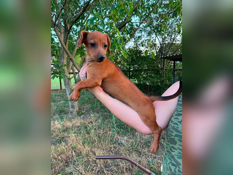 Bonbonetti, geboren 20.03.2026, 22cm sucht ihr Körbchen