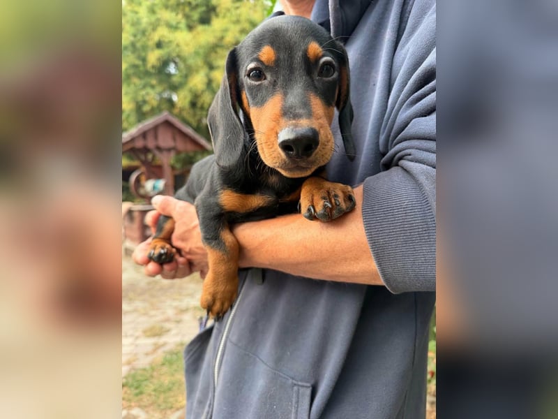 Noel, geboren 22.06.2026, 17cm sucht Dackel-Fan