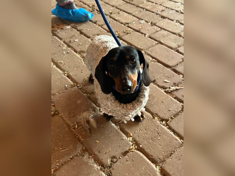 Stella, geboren 01.01.2023, 24cm sucht DICH!