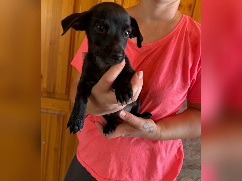 Pedro, 18.06.2026 geboren, 15cm sucht seine Chance