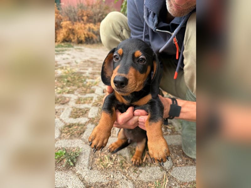 Noel, geboren 22.06.2026, 17cm sucht Dackel-Fan