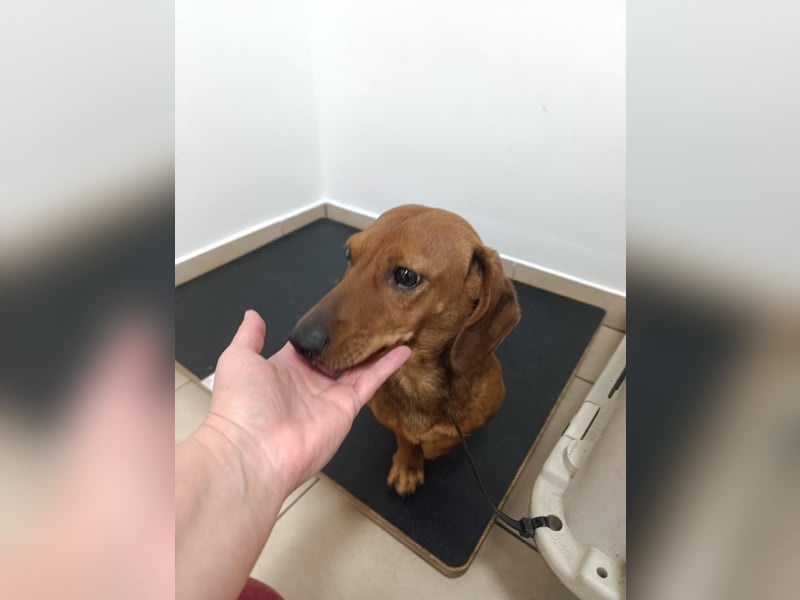 Mogyi, geboren 01.01.2022, 26cm sucht sein Glück