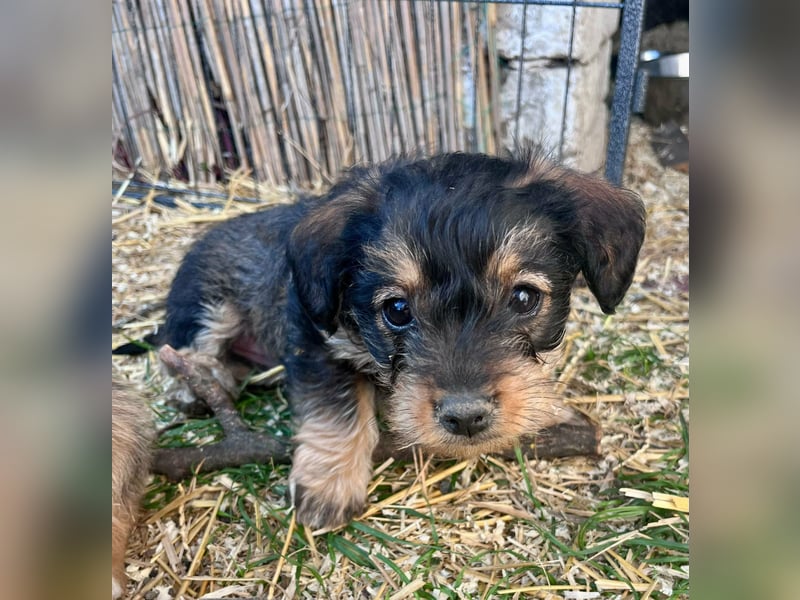 Jessica, geboren 19.01.2026 sucht ihre Menschen