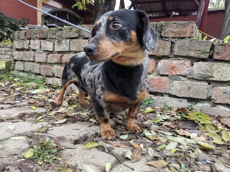 Hunor, geboren 12.06.2024, 26cm sucht seine Menschen