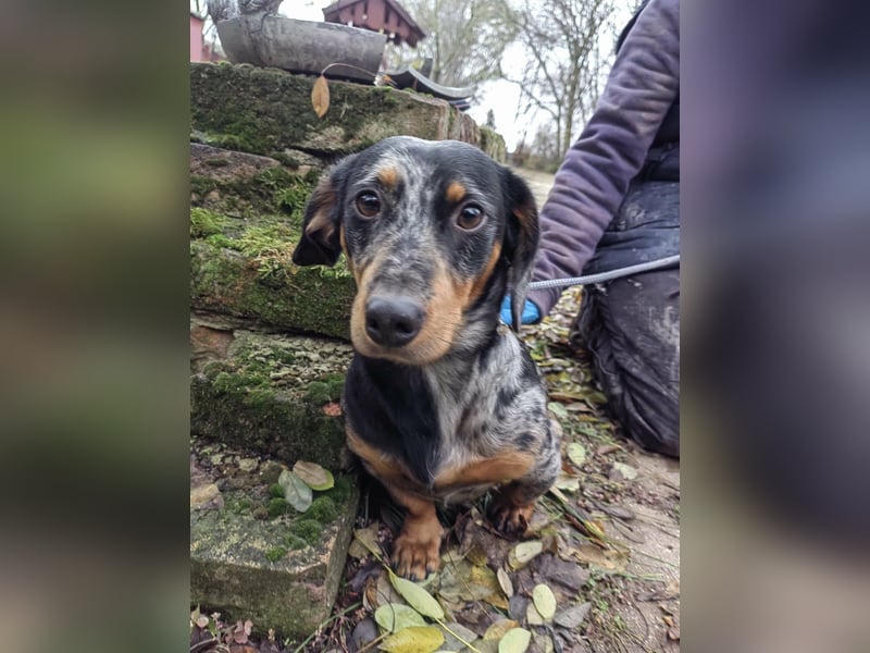 Hunor, geboren 12.06.2024, 26cm sucht seine Menschen