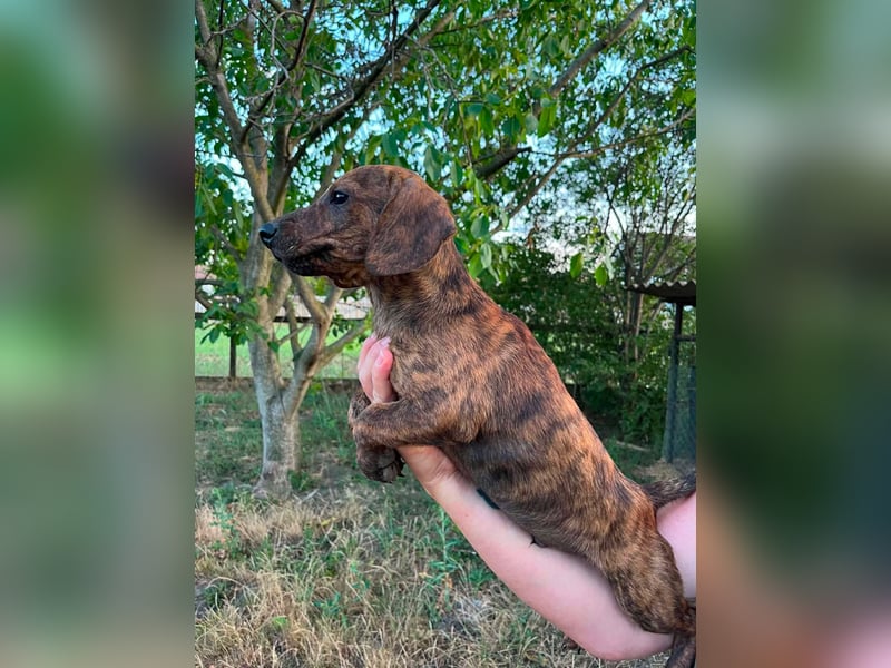 Toffifie, geboren 20.03.2026, 24cm sucht sein Zuhause