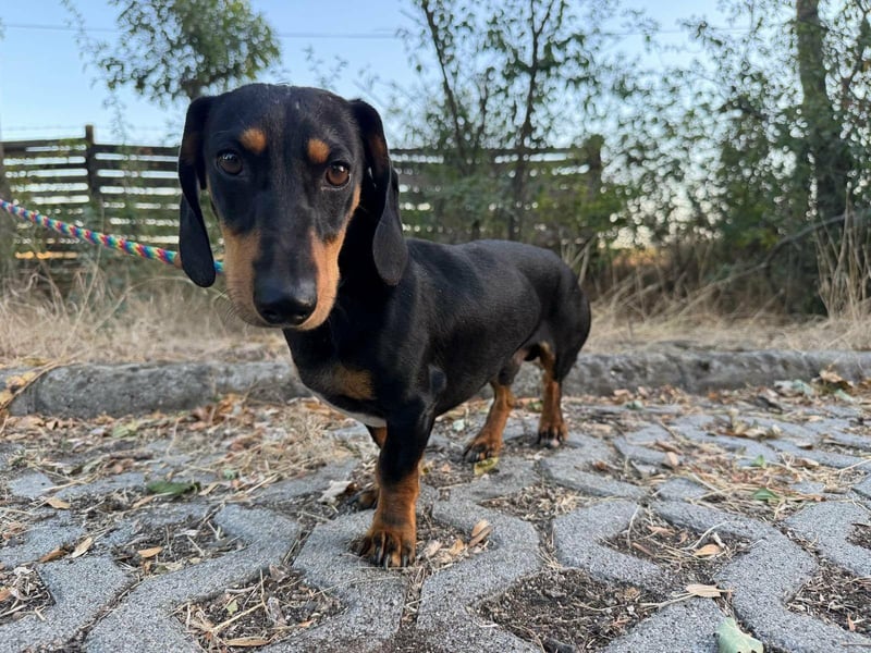 Jakab, geboren 01.09.2025, 25cm sucht Geborgenheit