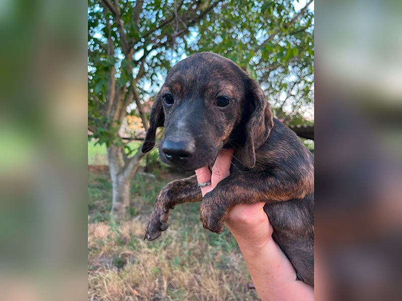 Ferrero, geboren 20.03.2026, 24cm sucht sein Plätzchen