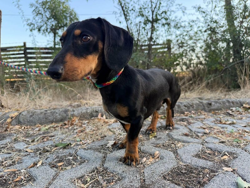 Jakab, geboren 01.09.2025, 25cm sucht Geborgenheit