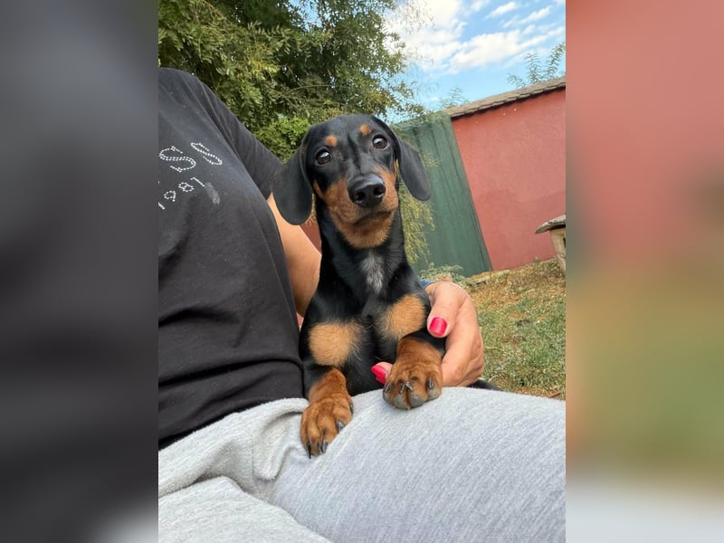 Hugo, geboren 29.04.2026, 24cm sucht sein Plätzchen