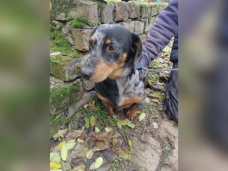 Hunor, geboren 12.06.2024, 26cm sucht seine Menschen