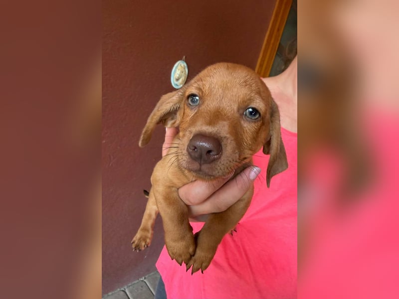 Pierre, 18.06.2026 geboren, 14cm sucht sein Für immer Zuhause