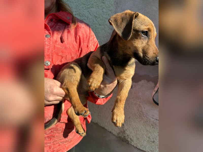 Pluto, geboren 05.11.2025, 24cm sucht sein Glück