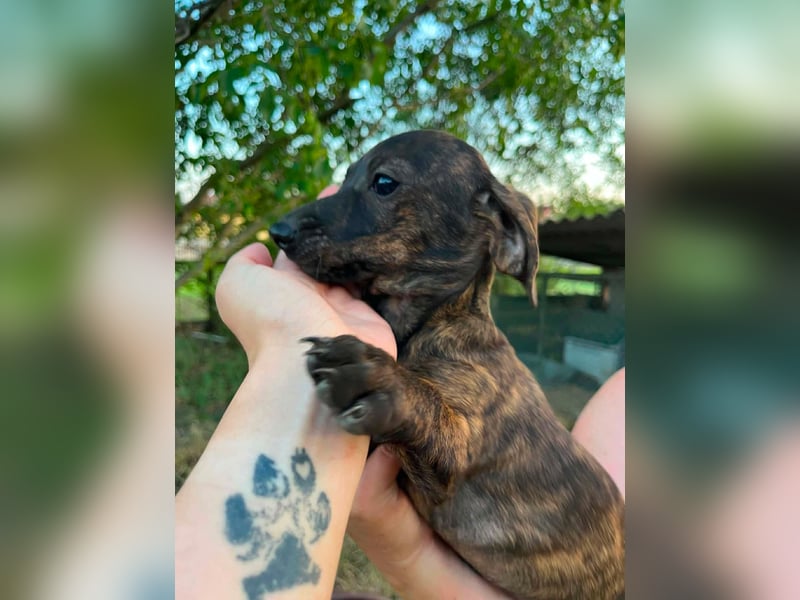 Tuttifrutti, geboren 20.03.2026, 22cm sucht ihre Menschen