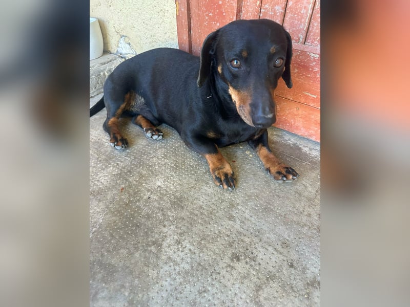 Zserbo, geboren 07.04.2020, 26cm sucht seine Menschen
