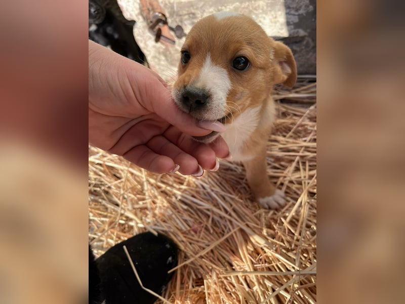 Finn, 11 Wochen sucht seine Chance