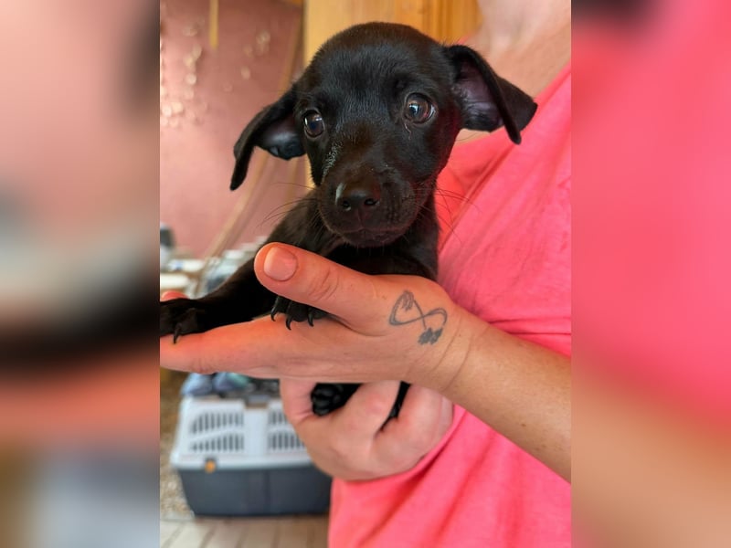 Pedro, 18.06.2026 geboren, 15cm sucht seine Chance