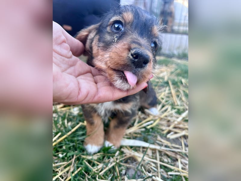 Junior, geboren 19.01.2026 sucht sein Glück