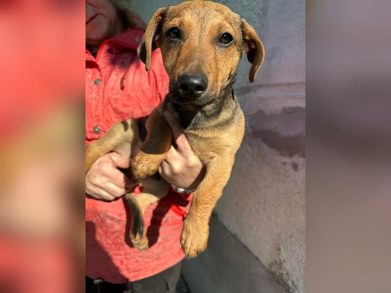 Pluto, geboren 05.11.2025, 24cm sucht sein Glück