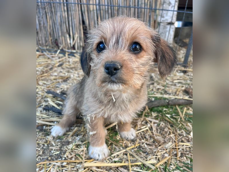 Jenna, geboren 19.01.2026 sucht ihr Körbchen