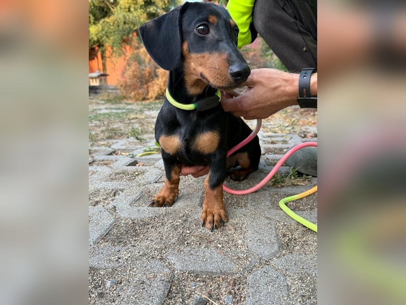 Hugo, geboren 29.04.2026, 24cm sucht sein Plätzchen