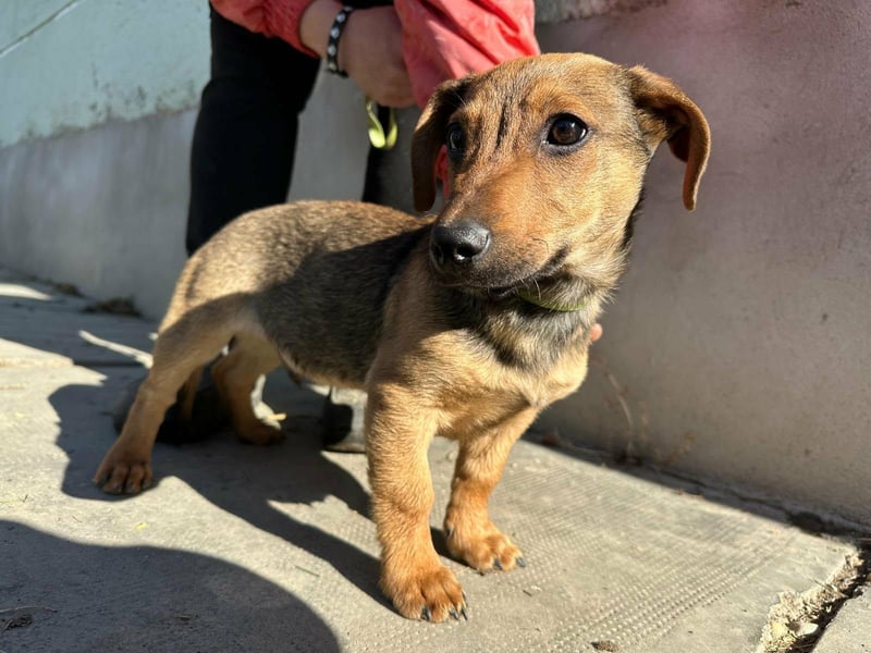 Pluto, geboren 05.11.2025, 24cm sucht sein Glück