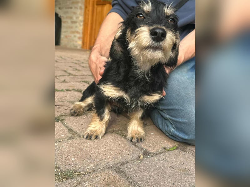 Benito, geboren 03.2025, 25cm sucht seine Menschen