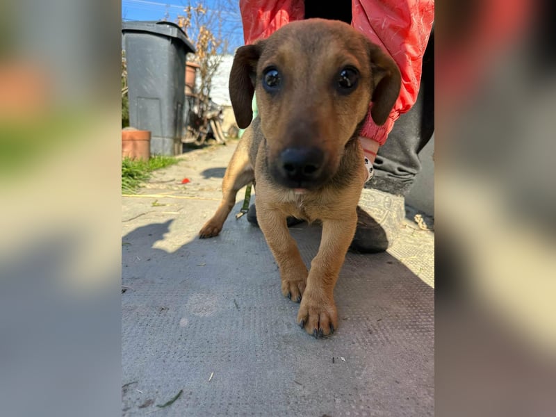 Pluto, geboren 05.11.2025, 24cm sucht sein Glück