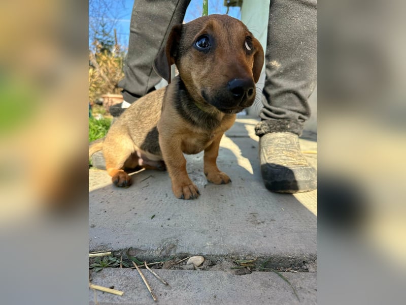 Pluto, geboren 05.11.2025, 24cm sucht sein Glück