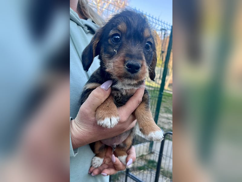 Junior, geboren 19.01.2026 sucht sein Glück