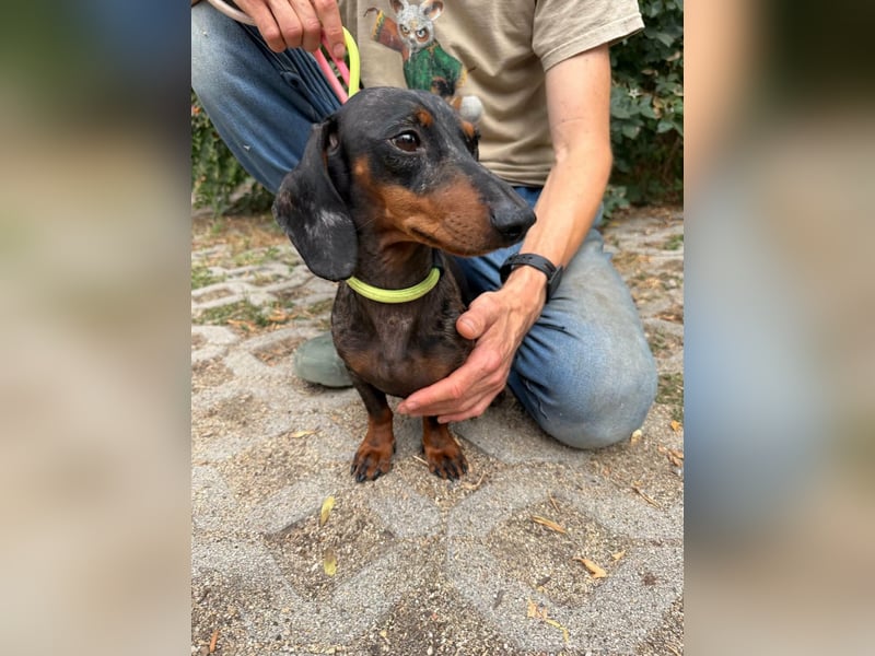 Rio, geboren 04.06.2025, 25cm sucht seine Menschen
