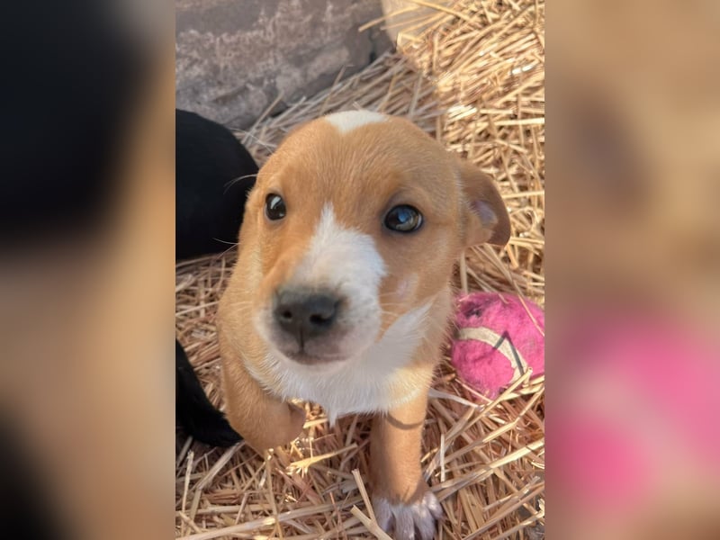 Finn, 11 Wochen sucht seine Chance