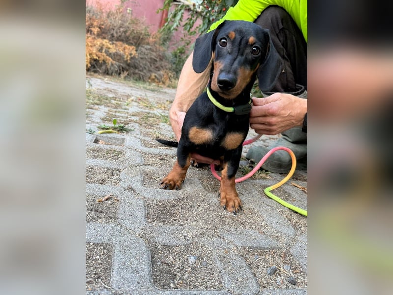 Hugo, geboren 29.04.2026, 24cm sucht sein Plätzchen
