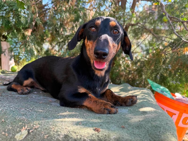Monty, geboren 12.04.2025, 26cm sucht Dackel Zuhause