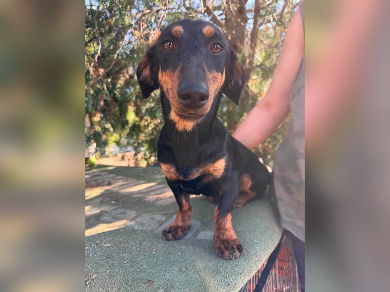 Monty, geboren 12.04.2025, 26cm sucht Dackel Zuhause