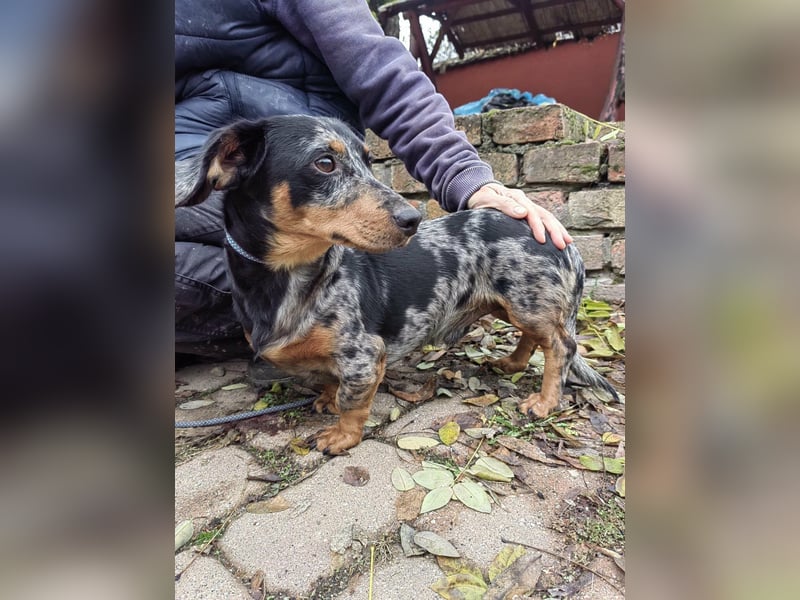 Hunor, geboren 12.06.2024, 26cm sucht seine Menschen