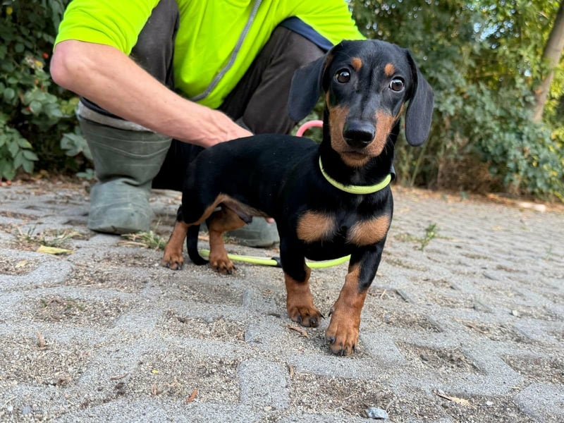 Hugo, geboren 29.04.2026, 24cm sucht sein Plätzchen